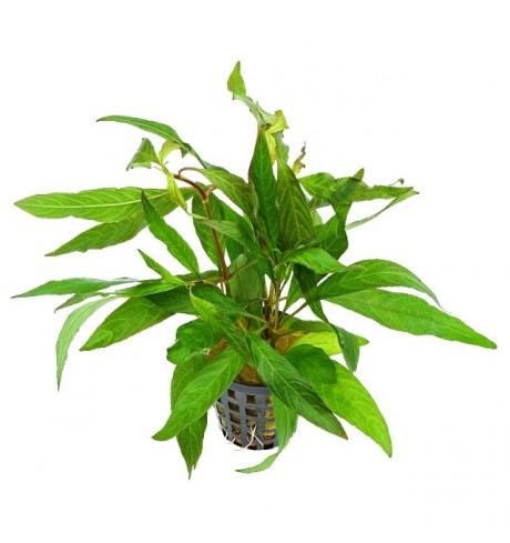 Hygrophila corymbosa (Vyšnia), 1 vnt